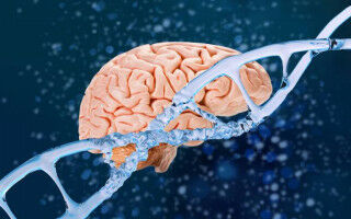 Brain changes in Huntington's disease decades before diagnosis will guide future prevention trials