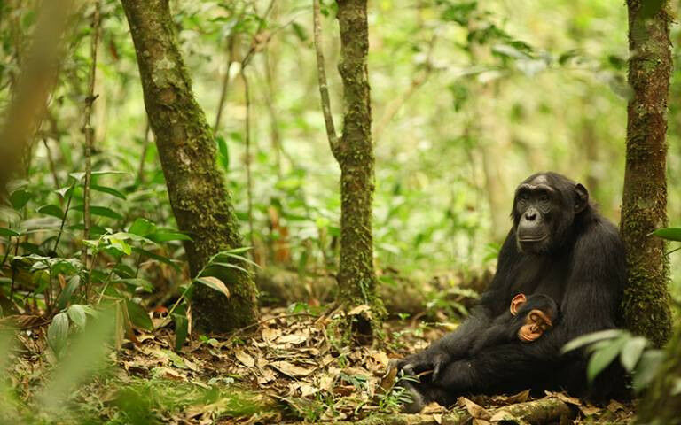 Mother and baby chimpanzee sitting in a forest - Mother and baby chimpanzee in U