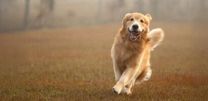 Golden retriever and human behaviours are driven by same genes