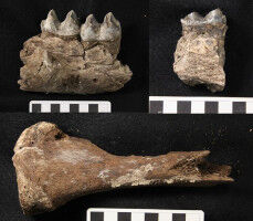 Surprising link between koala and Ice Age 'marsupial lion'