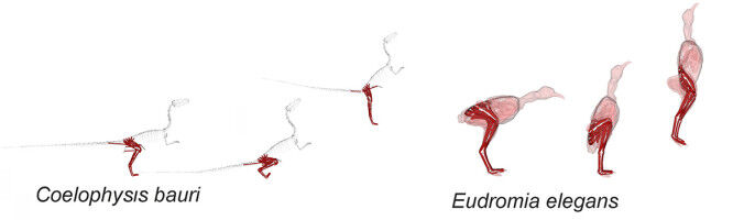 Dinosaurs may have used their tails to power jumps
