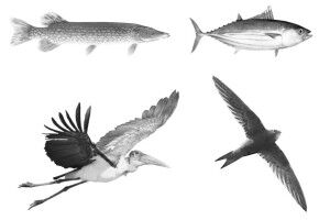 Propeller theory to explain wing and fin evolution