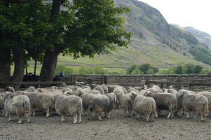 Removing livestock from grasslands could compromise long-term soil carbon storage