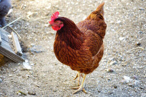 Research highlights hidden avian influenza risks in Viet Nam's chicken supply chain