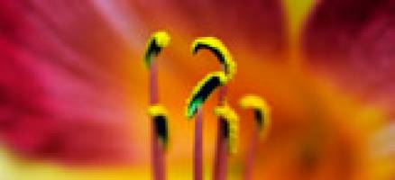 100 million year-old mistake provides snapshot of evolution