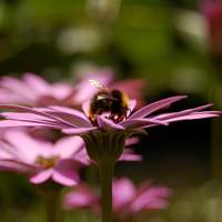 Cambridge University to 'blitz' city