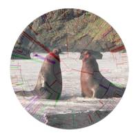 Evolution mostly driven by brawn, not brains