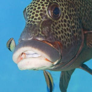 Two cleaner fish servicing a &rsquo;client&rsquo; (Credit: Jo�o Paulo Krajewski)