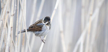 Flood tolerant wetland crops could also support nature recovery, finds new resea