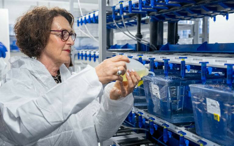 Baroness Merron feeding the zebrafish at UCL