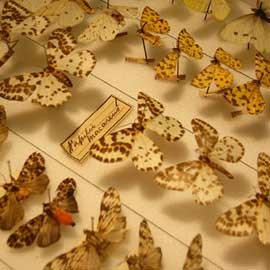 A drawer of butterflies from the Grant Museum