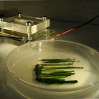 Green energy from algae