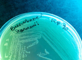 GSK and Fleming Initiative scientists unite to target AMR with advanced AI