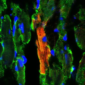 New heart muscle cell derived
from EPDCs (red) has integrated with the existing 