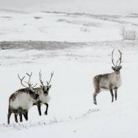 Invisible light bursts are keeping animals away from power lines