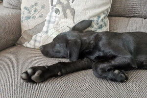 Keep calm and carry on: New study from the RVC offers clues for how to ease pupp