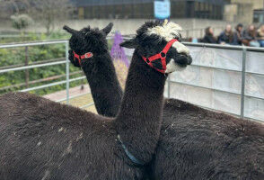 Kick exam stress to the curb with the Exam Season Toolkit!