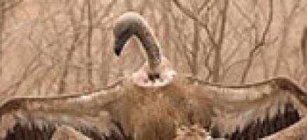 Leeds ecologists snap up photo prizes