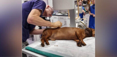 New treatment for severe spinal cord injury in small dogs achieves exceptional success rate