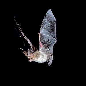 Brown long-eared bat � Hugh Clark, Bat Conservation Trust