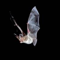 New website calls for help from bat detectives