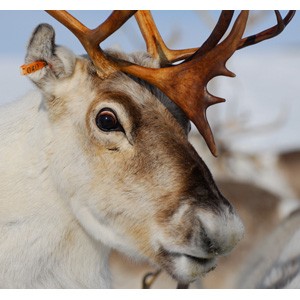 Arctic reindeer, by 
Erling Nord�y