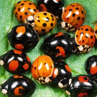 Schools join scientists to spot UK's ladybirds
