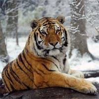 Scientists plot key sites for tiger's last stand