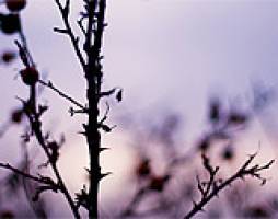 Scientists urge policymakers to protect our hills