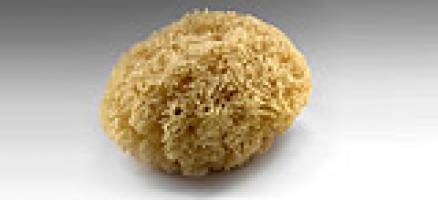 Sea sponge drug benefits women with advanced breast cancer