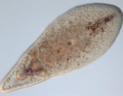 An example of an Acoelomorpha worm, credit: Dr Bernhard Egger, UCL