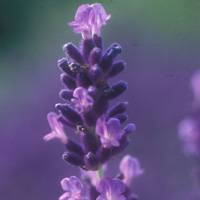 Summer evening openings at the Botanic Garden