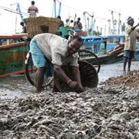 Trawl fishing surviving through sale of previously discarded fish