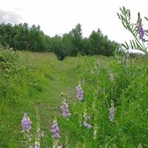 The Ripple Nature Reserve (credit Glyn Baker)
