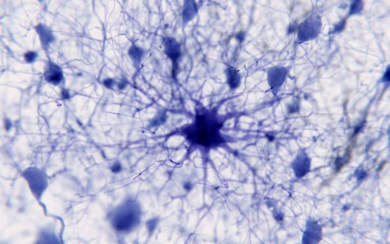 Protoplasmic astrocytes play an active role in neuronal communication through sy