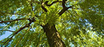 Wake up and smell the willow