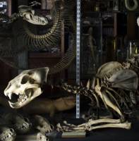 Watch: Grant Museum of Zoology reopens