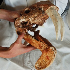 Although superficially imilar to the placental sabretoothed cats, like Smilodon 