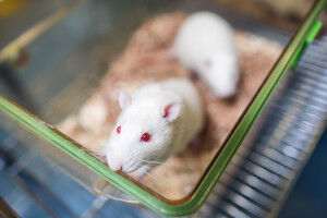 Why older mice have smaller offspring-and how sex may play a role